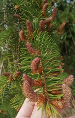 Picea abies