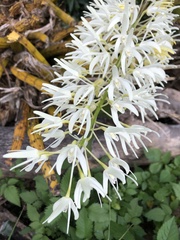 Dendrobium speciosum