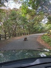 Macaca fuscata yakui