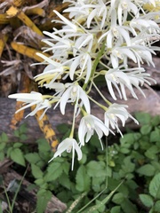 Dendrobium speciosum