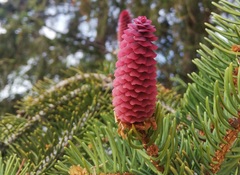 Picea abies