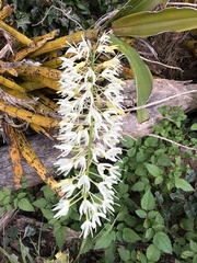 Dendrobium speciosum