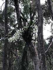 Dendrobium speciosum