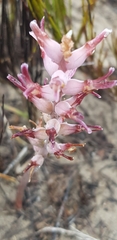 Lachenalia sessiliflora