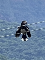 Bycanistes bucinator