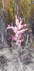 Lachenalia sessiliflora