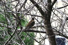 Turdus chrysolaus