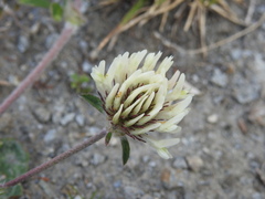 Trifolium ochroleucon