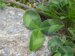 Trifolium ochroleucon