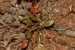 Ptilotus spathulatus