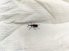 Cylas formicarius