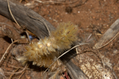 Ptilotus spathulatus