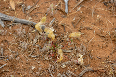 Ptilotus spathulatus