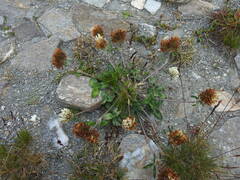 Trifolium ochroleucon