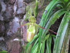 Phragmipedium