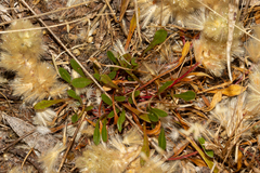 Ptilotus spathulatus