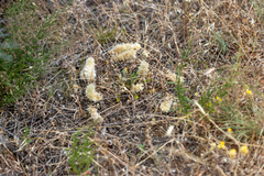 Ptilotus spathulatus