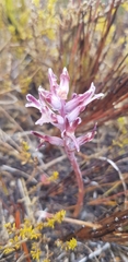 Lachenalia sessiliflora
