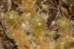 Ptilotus spathulatus