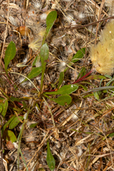Ptilotus spathulatus