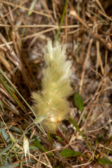 Ptilotus spathulatus