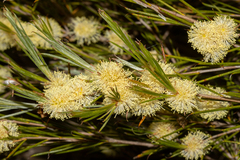 Melaleuca uncinata