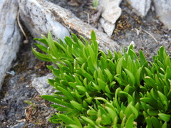 Silene acaulis