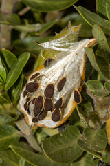 Gomphocarpus cancellatus