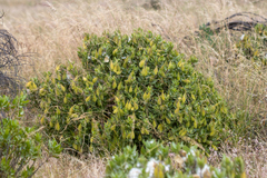 Gomphocarpus cancellatus