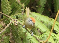 Hylophilus poicilotis