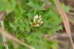 Acanthus ebracteatus