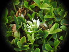 Trifolium thalii