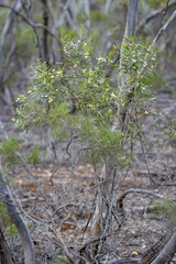 Myoporum platycarpum