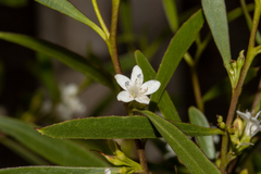 Myoporum platycarpum