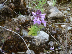 Stachys elliptica