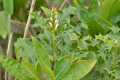 Acanthus ebracteatus