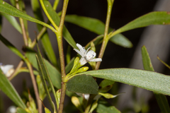 Myoporum platycarpum
