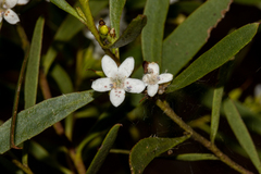 Myoporum platycarpum