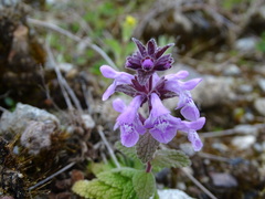 Stachys elliptica