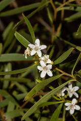 Myoporum platycarpum