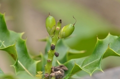 Acanthus ebracteatus