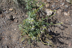Image of Chascanum garipense