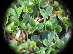 Trifolium thalii