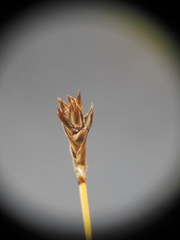Carex myosuroides
