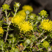 Microcybe pauciflora - Photo (c) Tim Hammer, some rights reserved (CC BY), uploaded by Tim Hammer