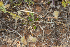 Ptilotus spathulatus