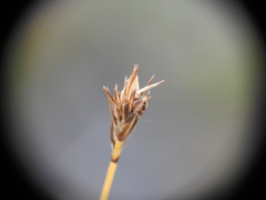 Carex myosuroides
