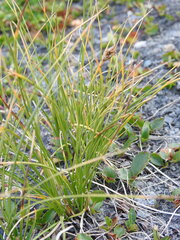 Carex myosuroides