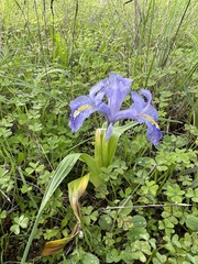 Iris planifolia
