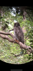 Ninox strenua